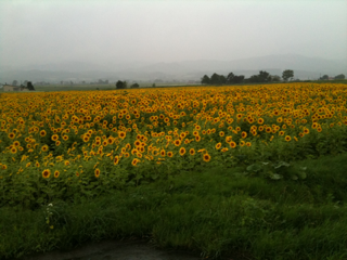image-20100807151401.png